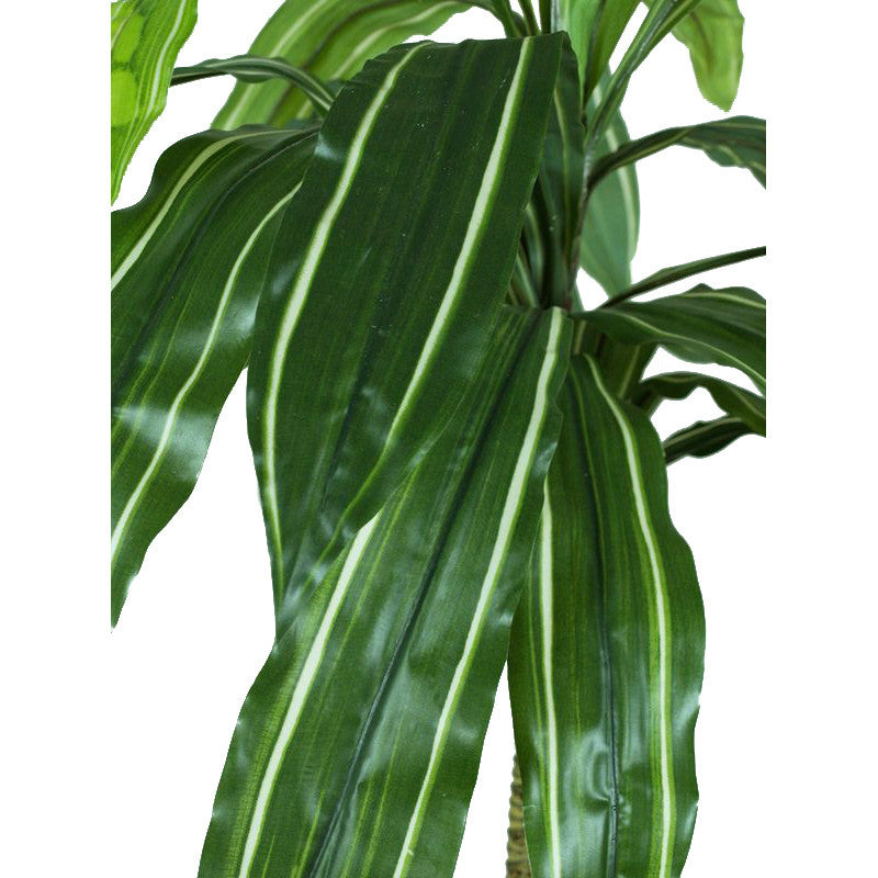Vihreä traakkipuu – ruukkutekokasvi, 110 cm