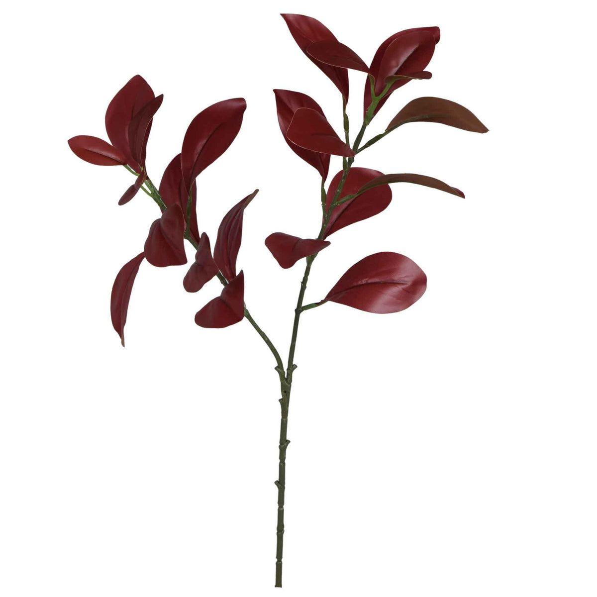 Viininpunainen fiikus – koristeoksa, 59 cm