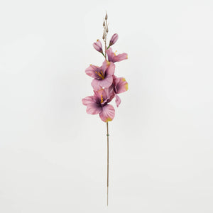 Violetti
