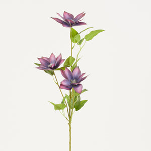 Violetti