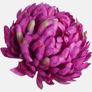 Violetti